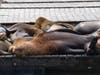 Sea lions sleep on top of each other at Pier 39 in San Francisco on Friday, May 1. 