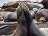 Two sea lions tussle at Pier 39 in San Francisco on Friday, May 1. 