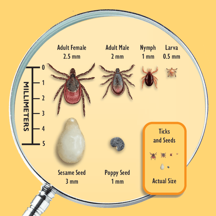 Tick Sizing Wildlife Officials Issue Annual Tick Warning For East Bay Regional ...