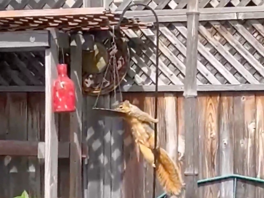 A squirrel climbs a pole to get food from a feeder. 