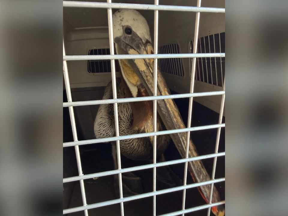 The pelican, after being rescued. 