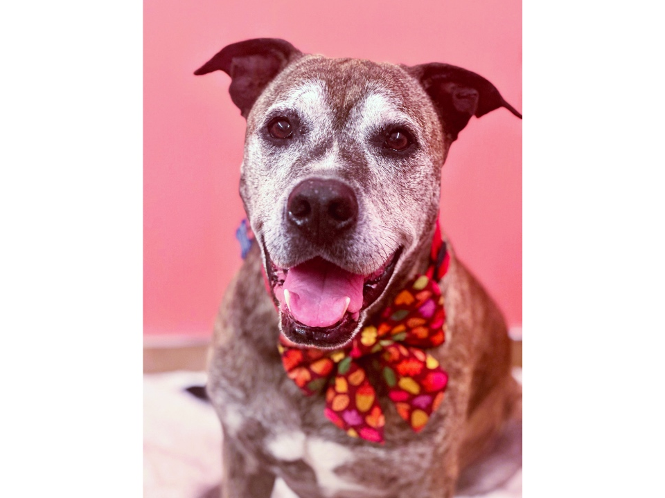A photo of Slinky, one of several adoptable dogs.