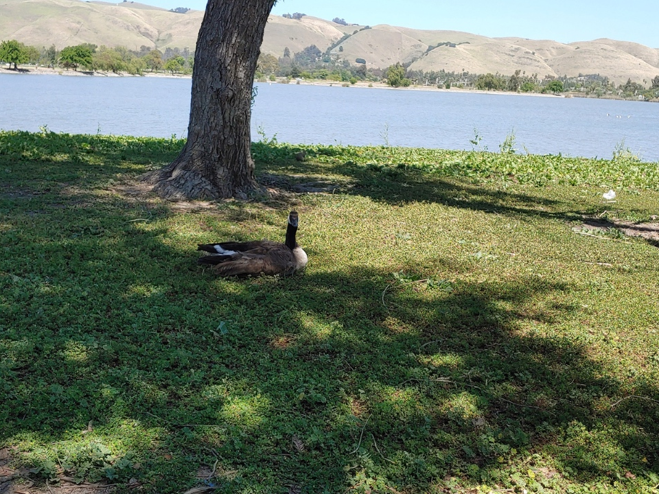 A photo of wildlife at Lake Elizabeth in Fremont