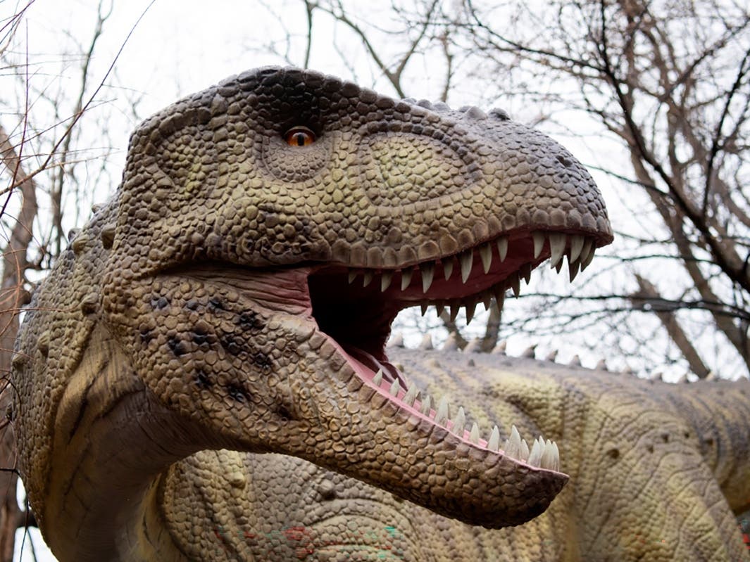 A photo of a Majungasaurus model.