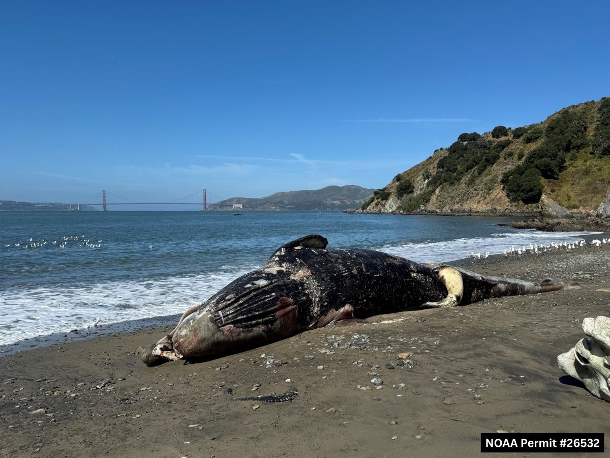 Dead Gray Whale Found Near SF Pier Was Likely Struck By Ship