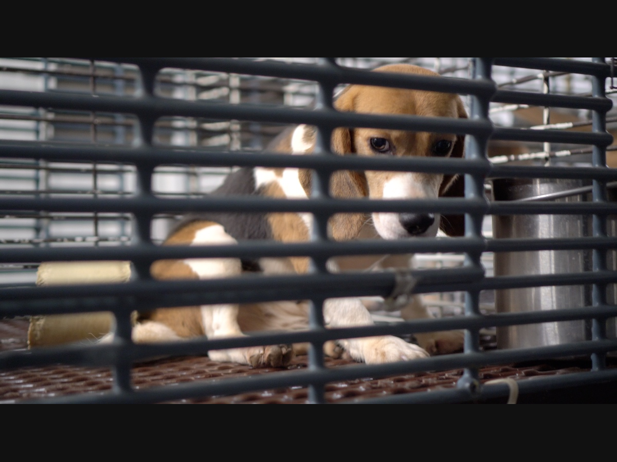 A beagle from Ridglan Farms, according to the Direction Action Everywhere Network, a grassroots network of animal rights activists.
