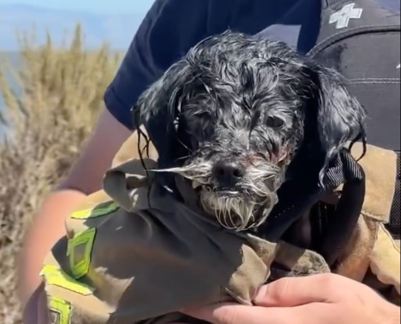 A dog after being fished out of the San Francisco Bay on July 17.