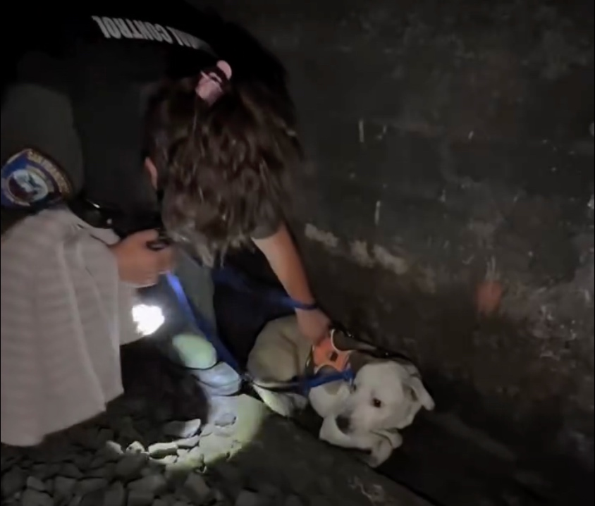 A photo of "Roo" being rescued. 