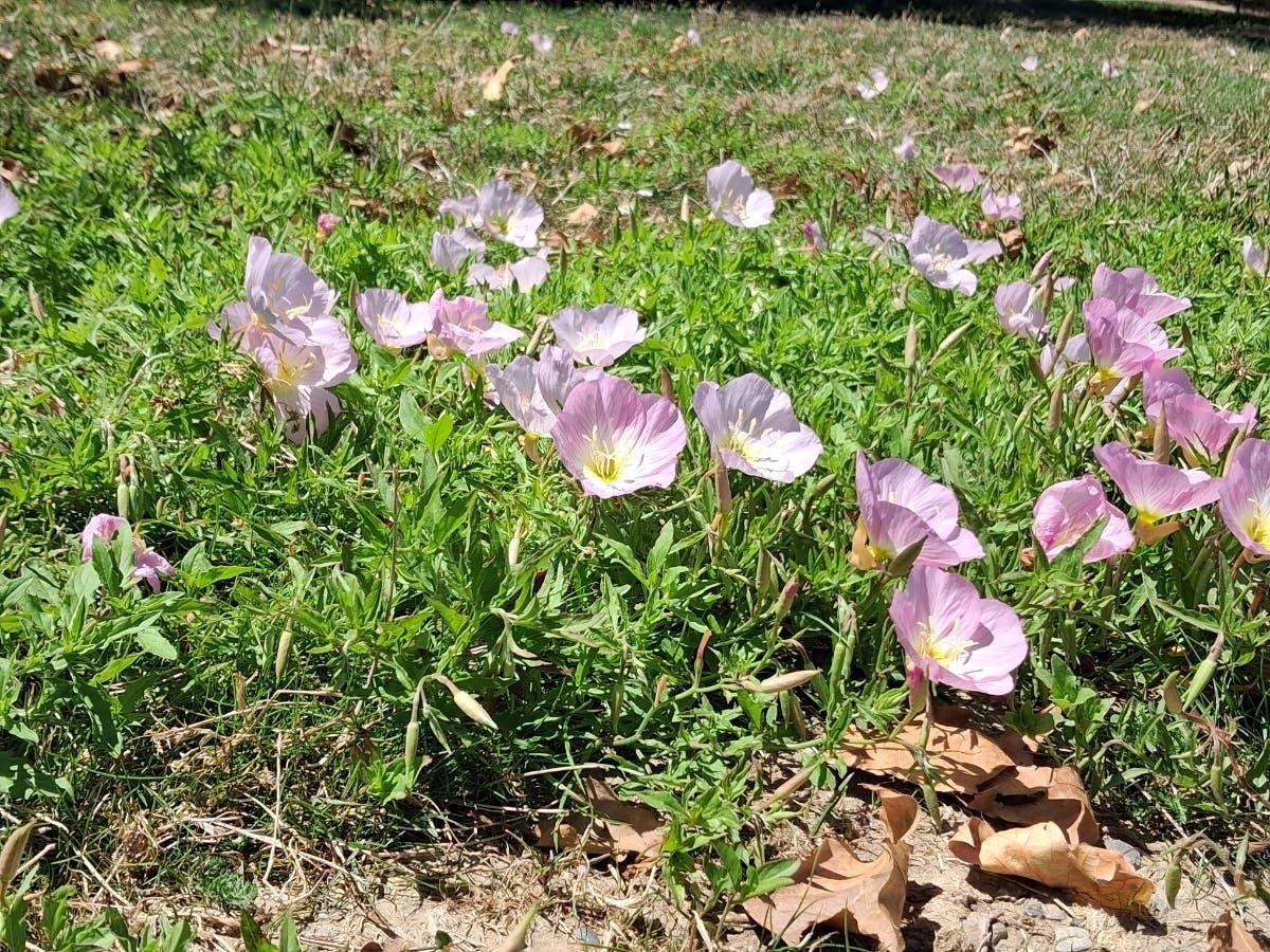 A photo of pink evening primrose near Quarry Lakes in Fremont.