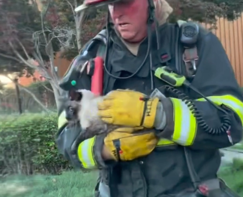 A firefighter rescues a cat from a blaze on Tuesday, Aug. 4 in San Leandro.