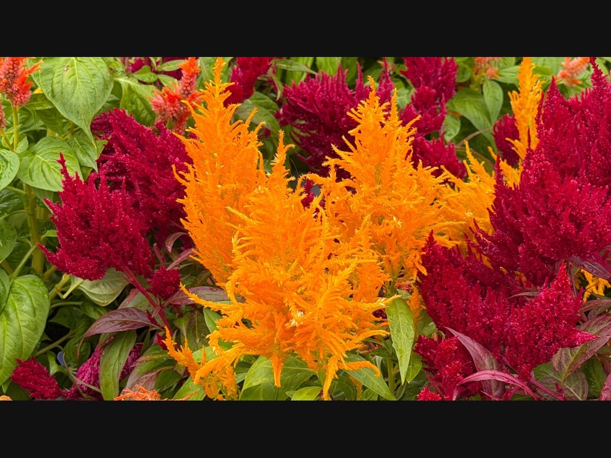 Flowers in New York. 
