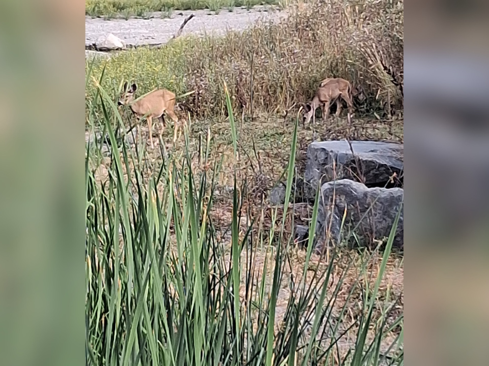 Deer at Lake Elizabeth in Fremont. 