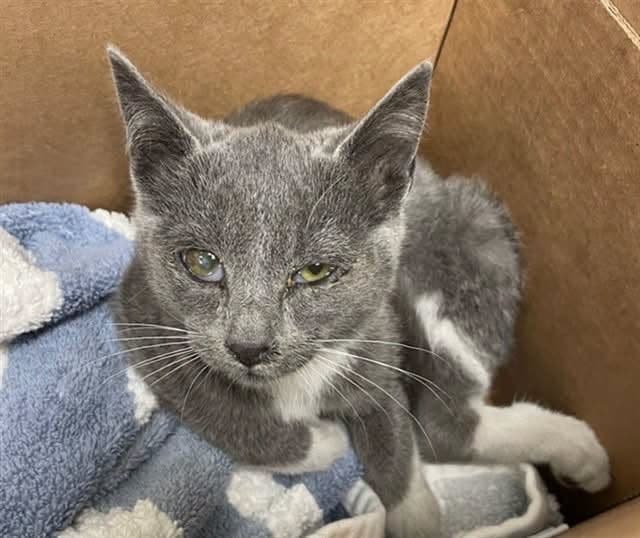A photo of the rescued kitten. 