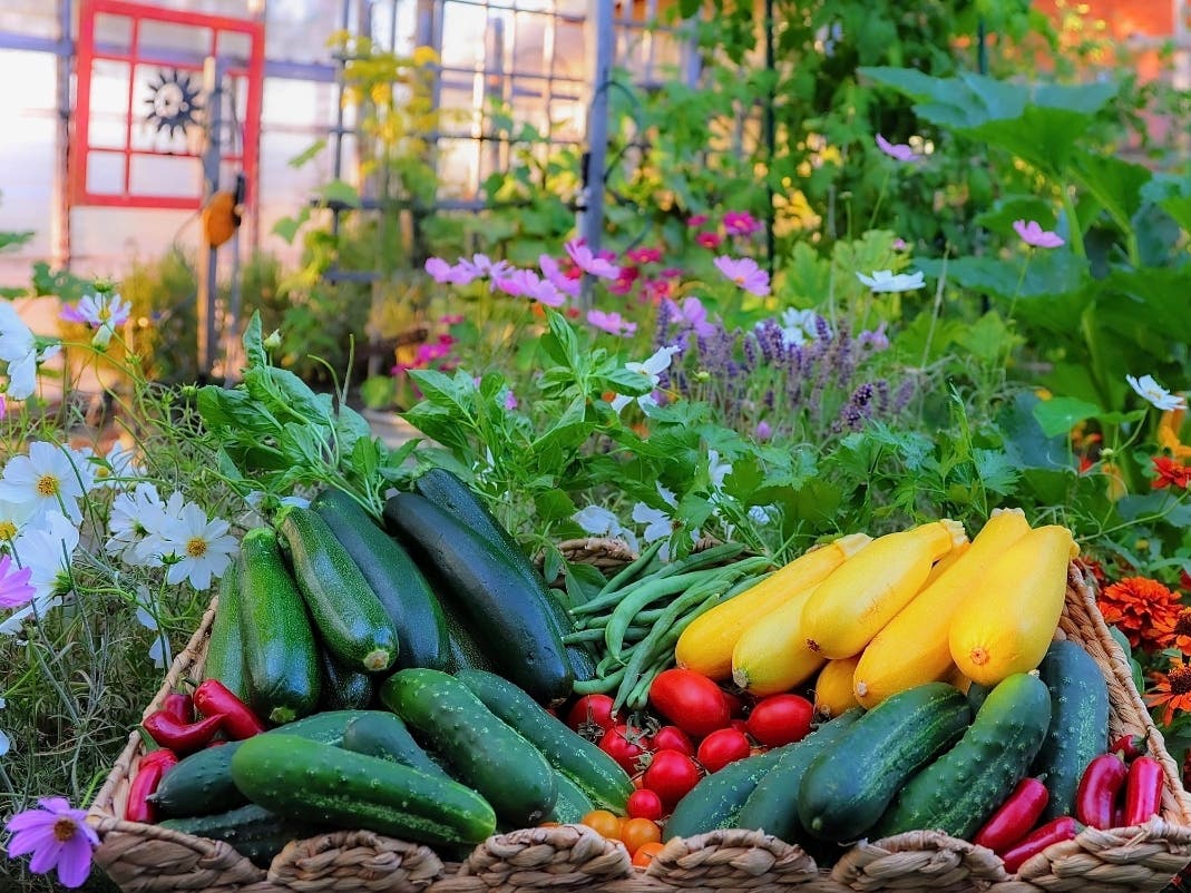 A Vibrant Castro Valley Garden: Photo Of The Day