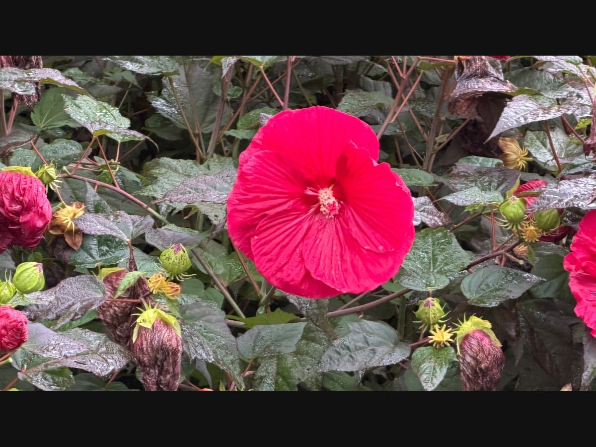 A flower in Chicago. 
