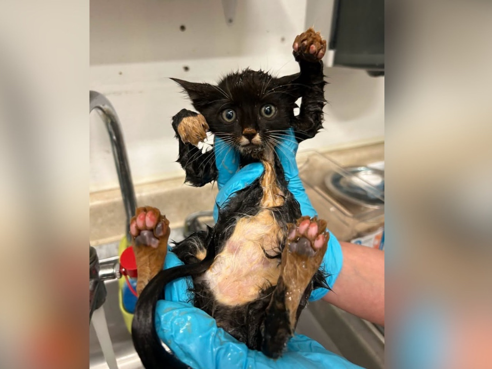 The kitten, named Rusty, was given a bath and some tender love and care, according to authorities.