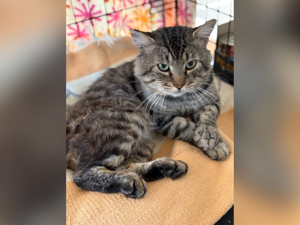 A cat from Angus & Friends Cat Rescue