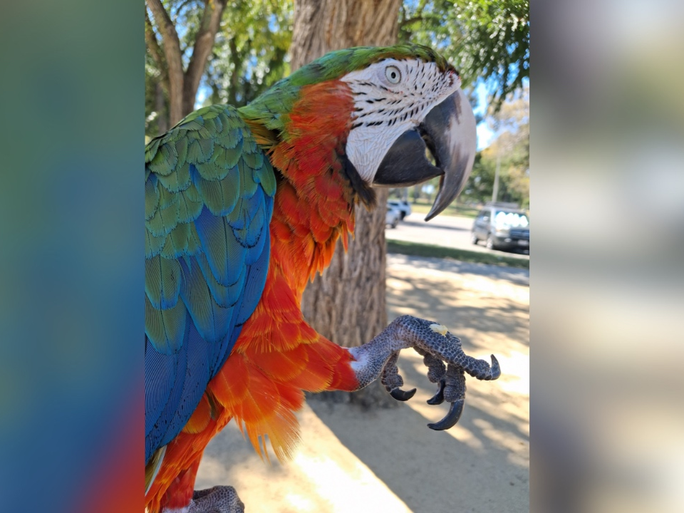 A photo of Gunner, a macaw, outside at Lake Elizabeth. 