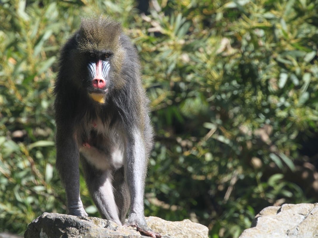 A photo of Lulu, a mandrill who died at the San Francisco Zoo on Tuesday, Sept. 1. 