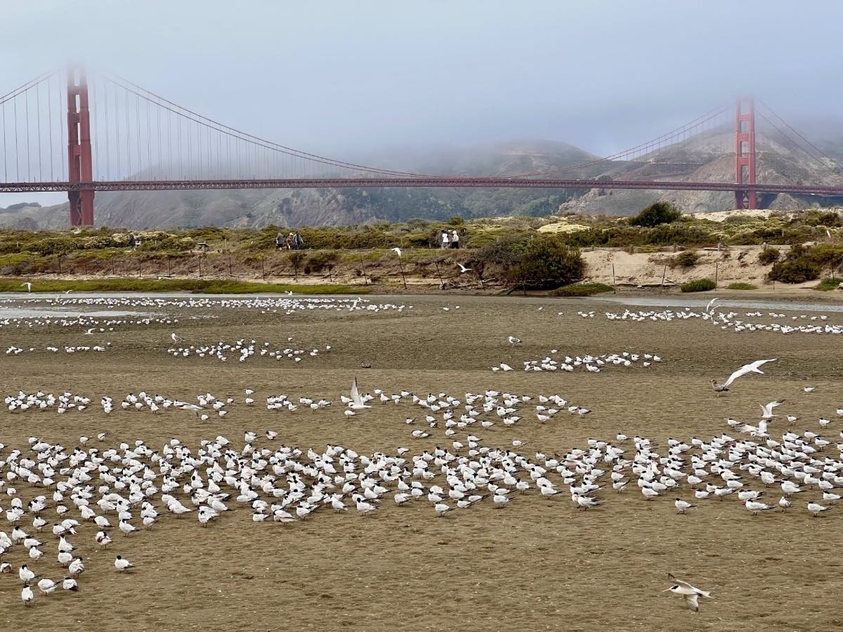 A photo of Elegant Terns at Crissy Marsh. 
