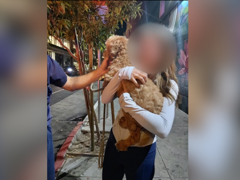 Easton, a mini labradoodle stolen in San Francisco, is reunited with its owner, police said.