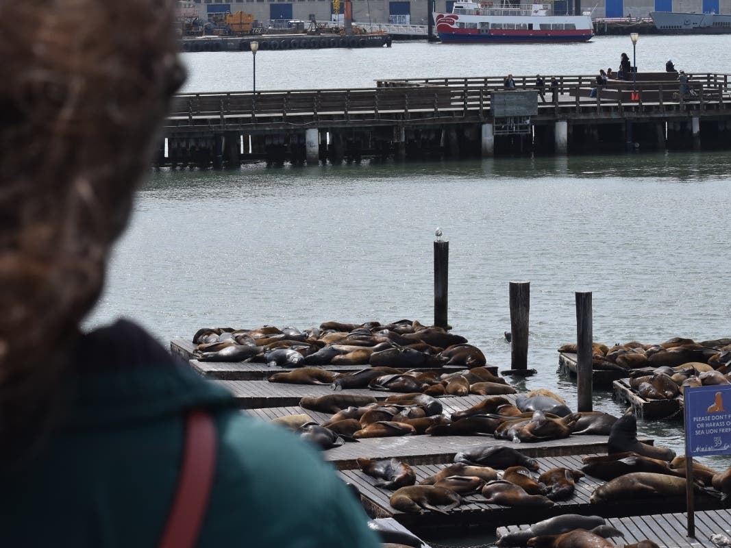 Onlookers observe sea lions at San Francisco's Pier 39. 