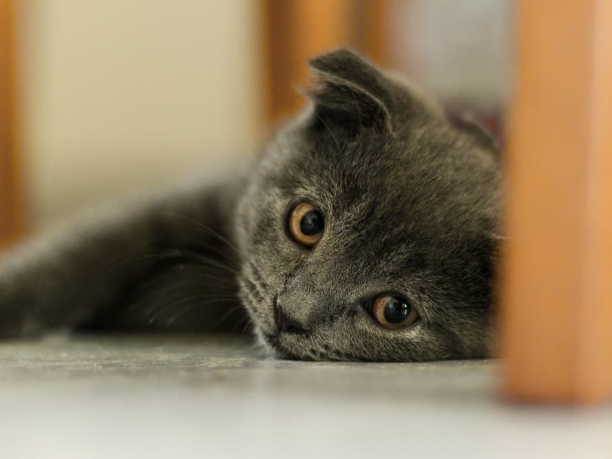 Berkeley Humane And Nine Lives Fly Kauaʻi Cats To Safety After Hurricane