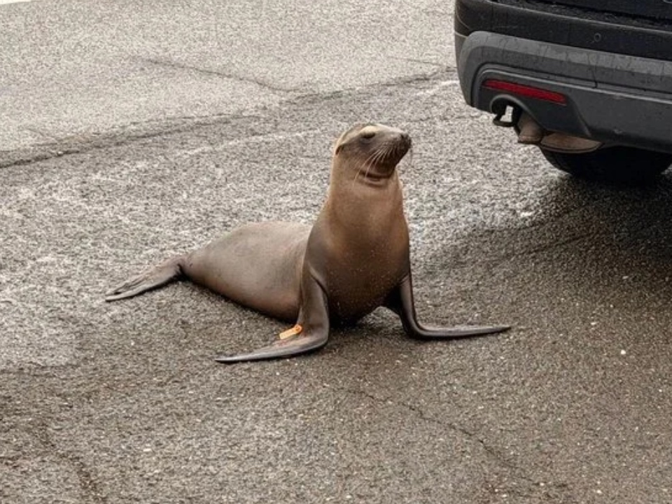 A seal wandering around the road in Hayward.