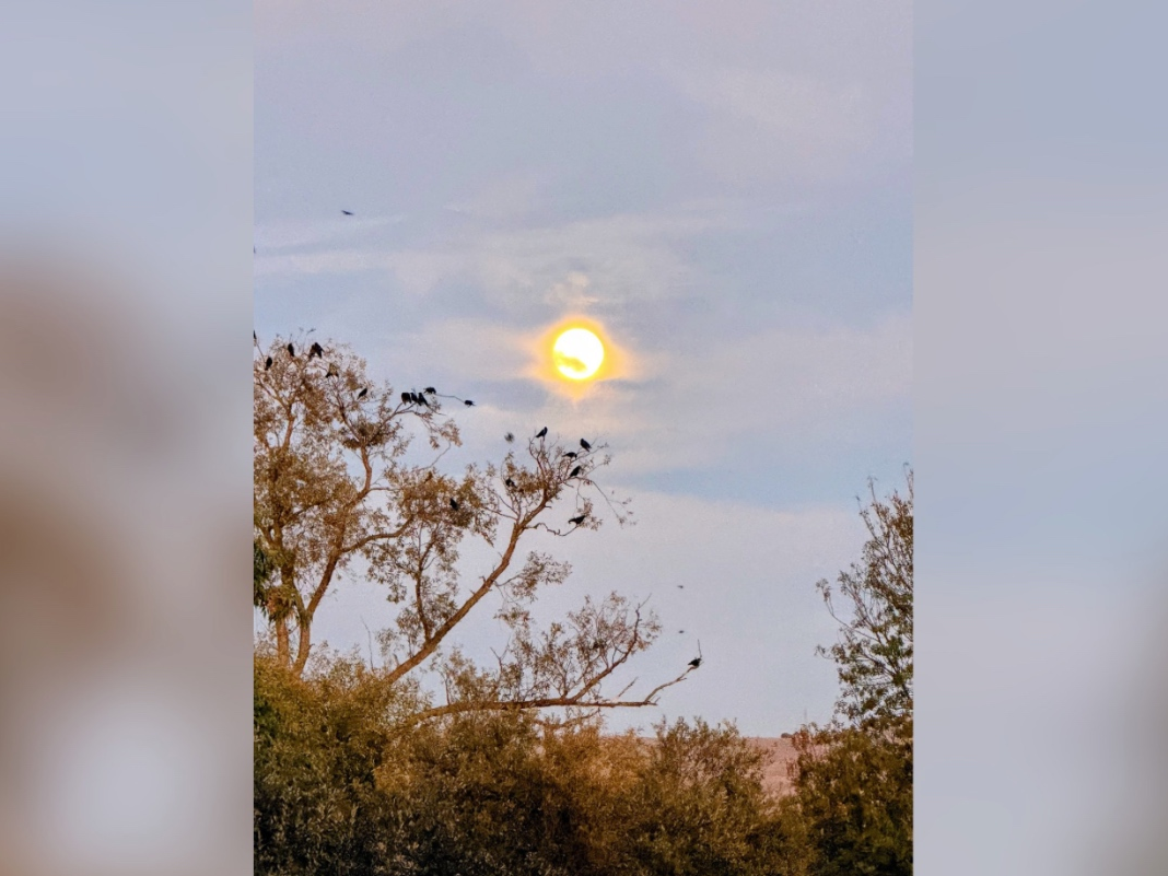 Moonlight Homecoming: Fremont Photo of The Day 