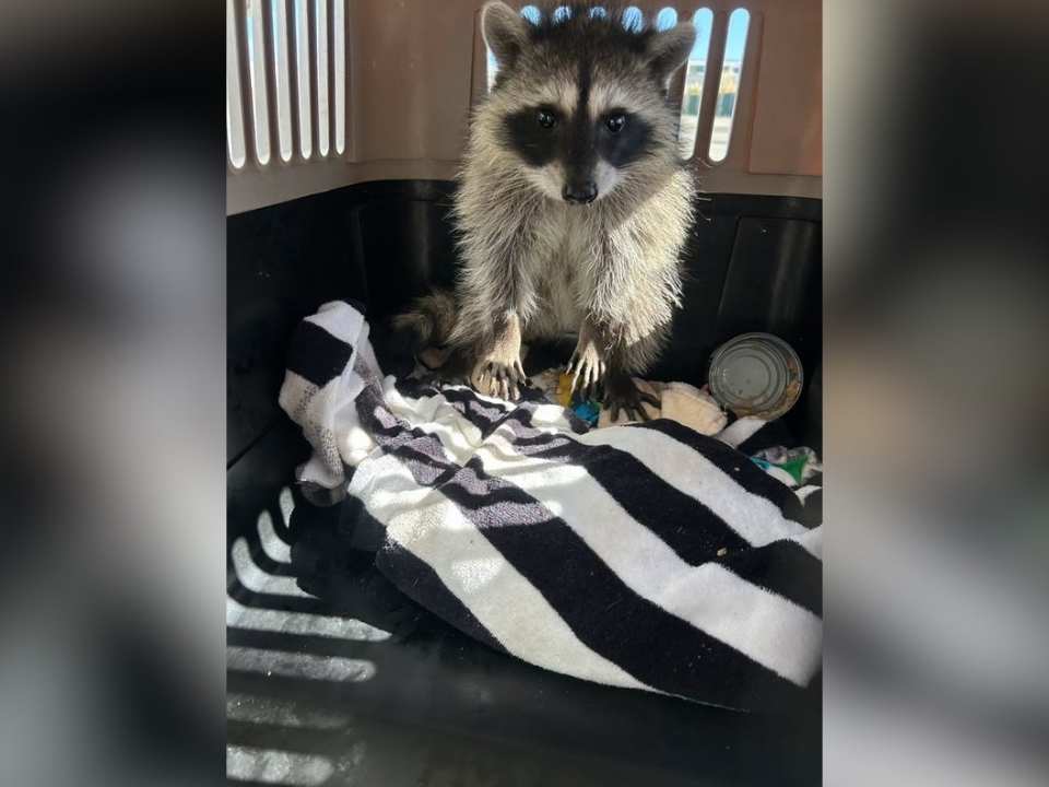 A raccoon rescued on Monday morning.