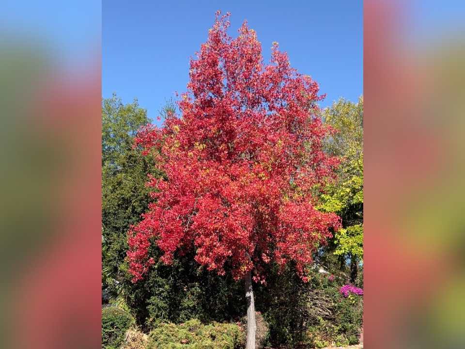 A picture of a tree in the Fremont Mission Hills. 