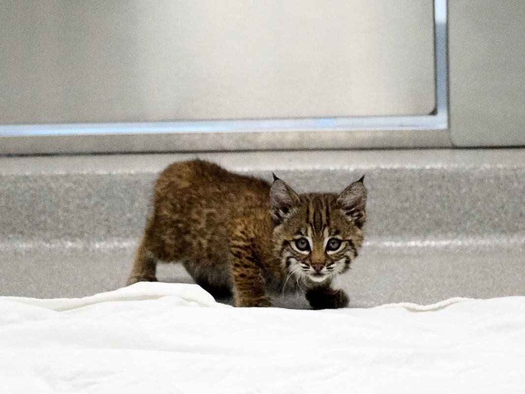 A bobcat kitten rescued by the Peninsula Humane Society & SPCA on June 3, 2026.