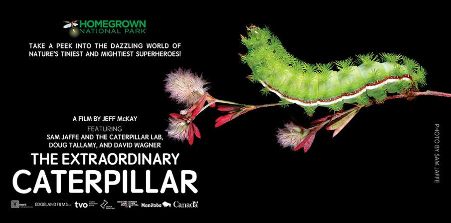 FREE Screening of The Extraordinary Caterpillar