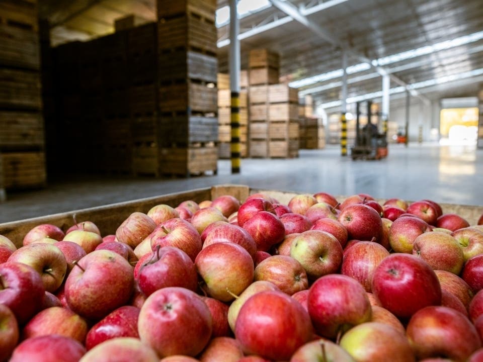 Ripe juicy red apples in a container. Production facilities of large warehouse - grading, packing and storage of crops.