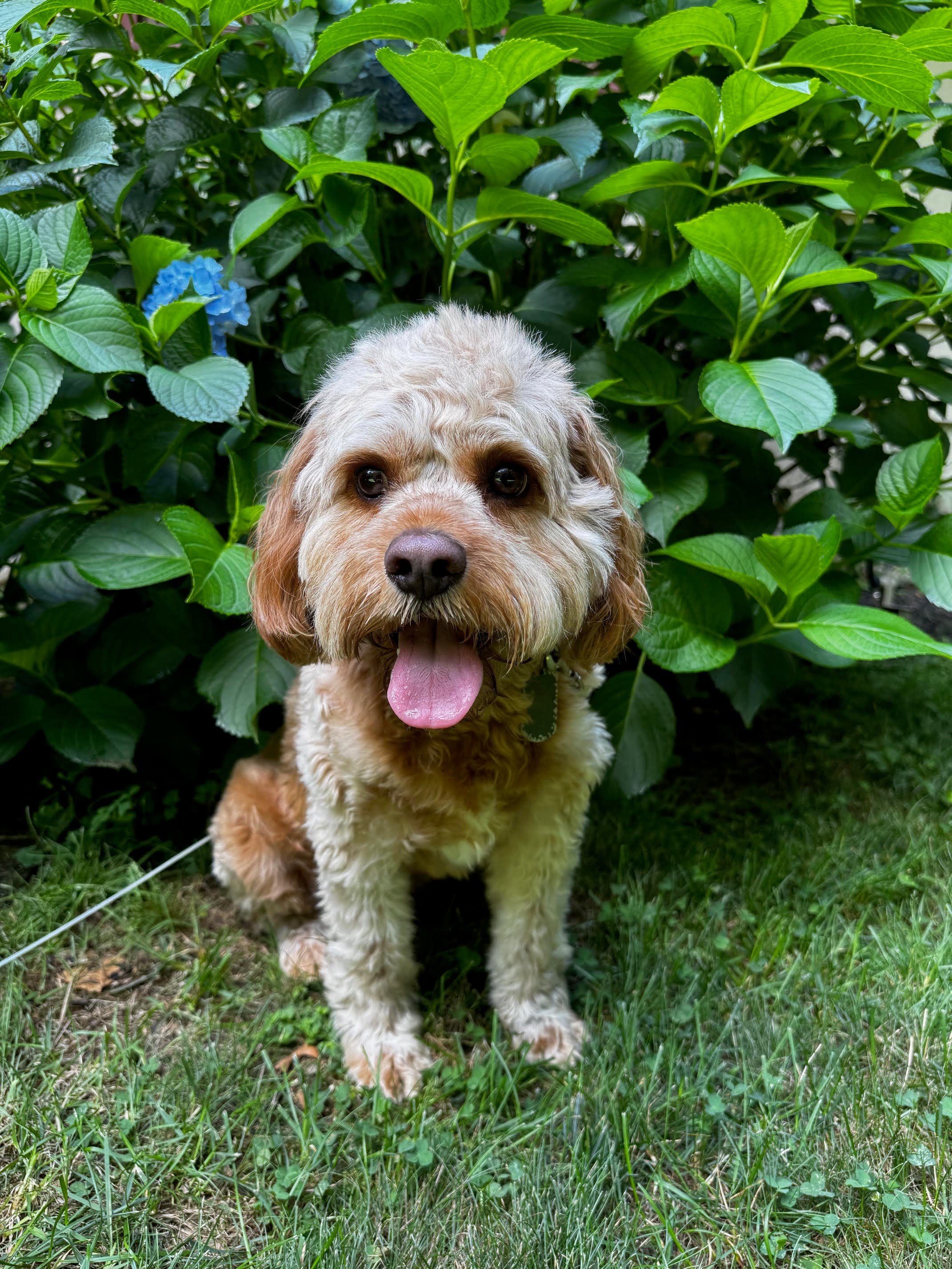 Strutt Your Mutt - Newtown, CT