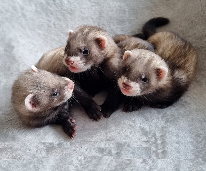 Baby ferrets.
