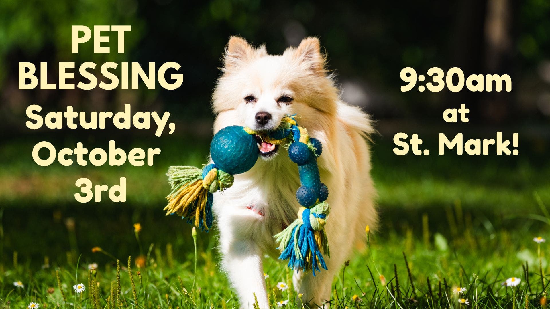 Pet Blessing