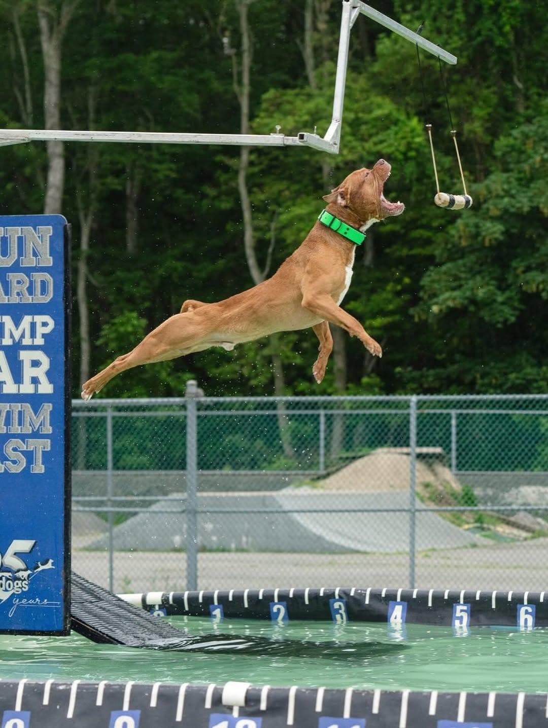 North Fork Dog Dock Diving Weekend