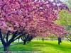 Spring at Rahway River Park 