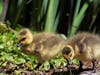 Goslings at Rahway River Park