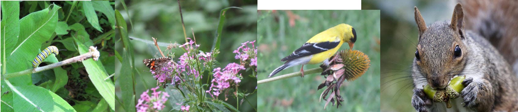 Spring Native Plant Sale 
