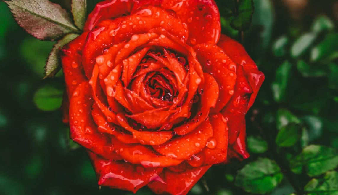 Monthly Women's Circle