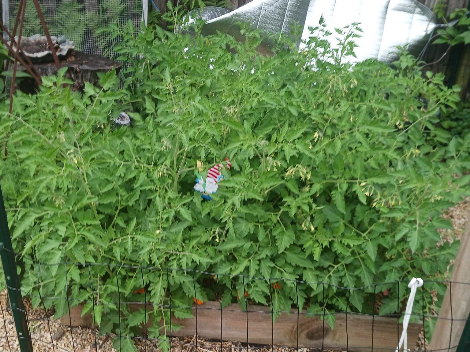 Organic Tomato Plants for sale