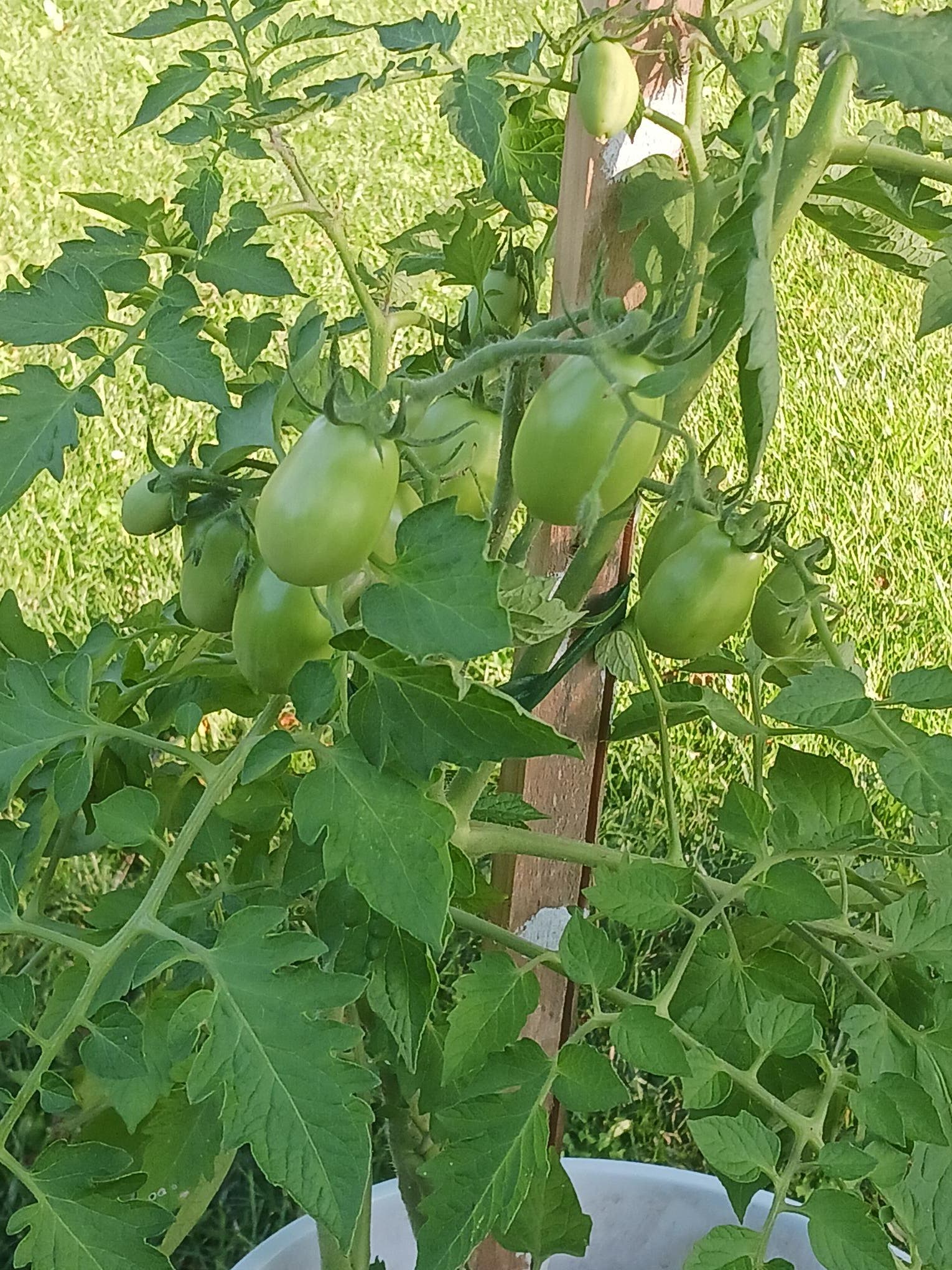 San Marzano tomato plants.