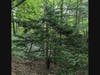Pictured: The woodlands of Upstate New York
Photo Credit: A360 BizBlog