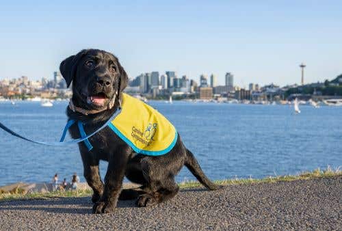 Canine Companions