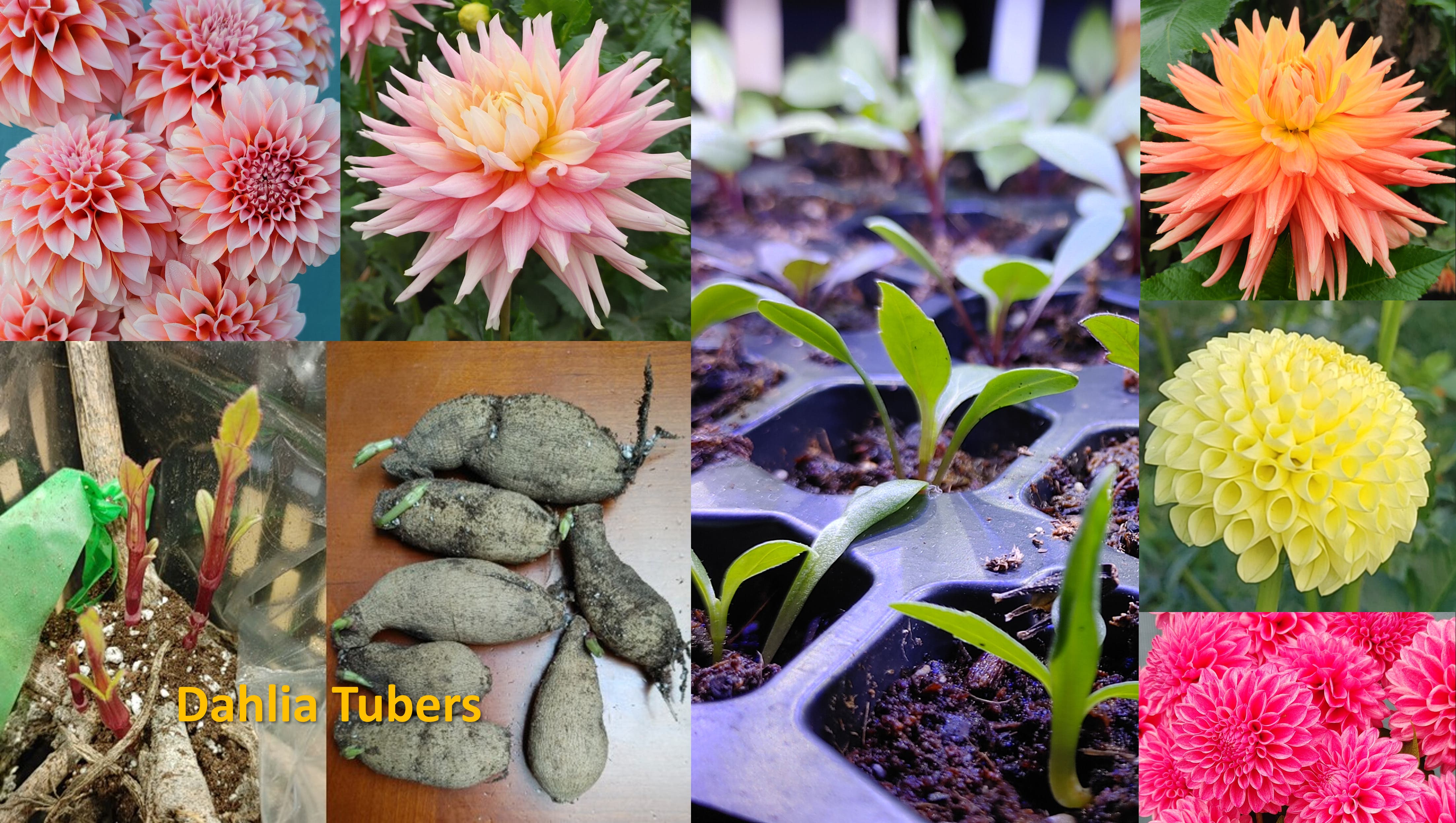 Southtown Dahlia Club Plant Sale