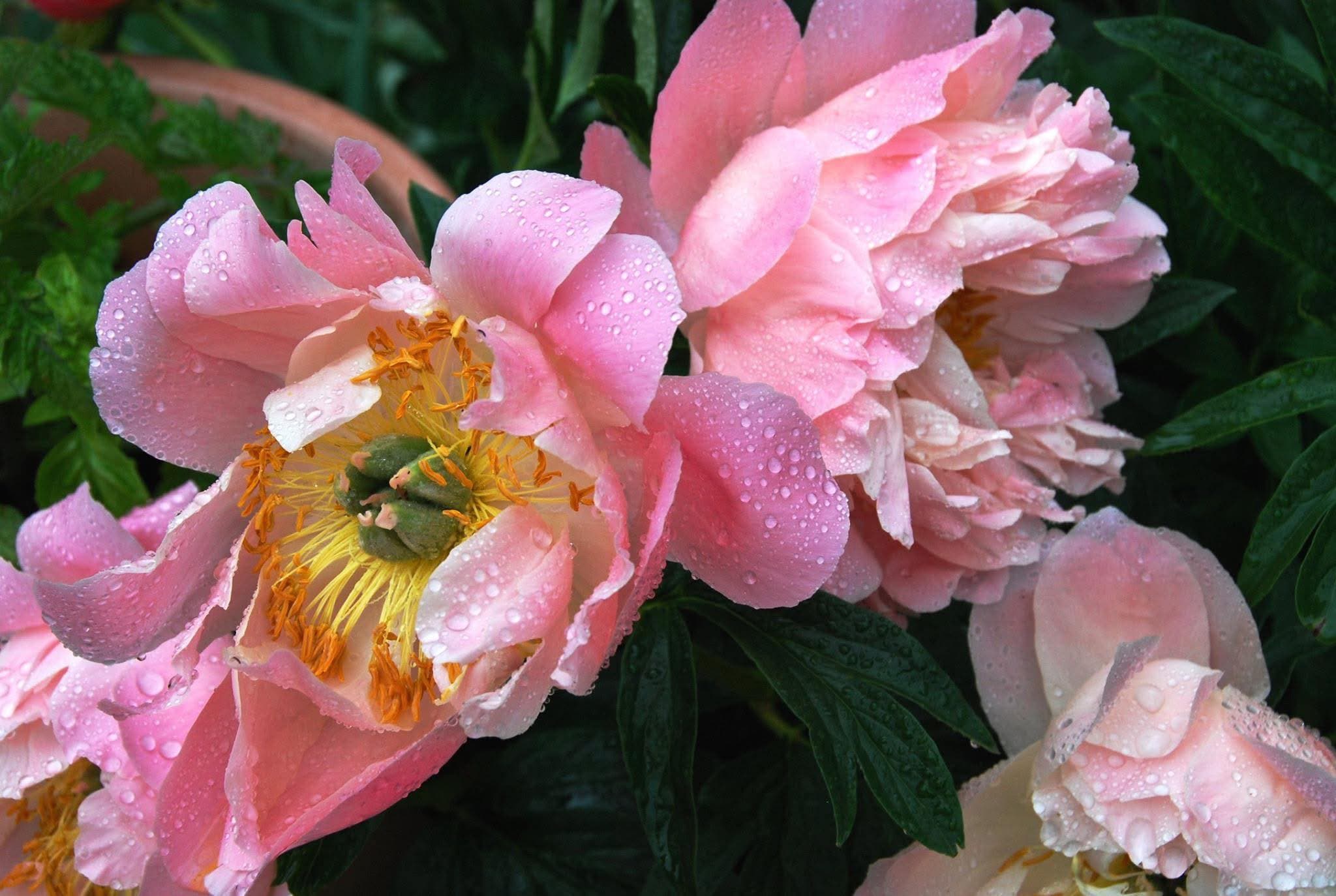 Trillium Garden Club Plant Sale