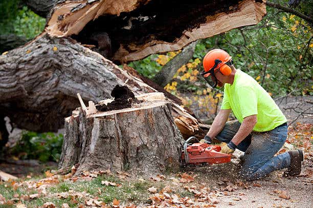 New Leaf Tree Service