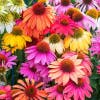 Northbrook Garden Club Plant Sale Fri 5/15 (9-4) & Sat 5/16 (9-2)